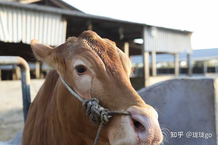 潮汕刨冰的做法与配方_附近潮汕美食刨冰_潮汕刨冰图片