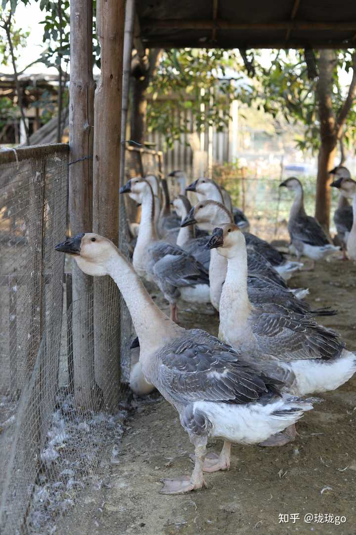 潮汕刨冰的做法与配方_潮汕刨冰图片_附近潮汕美食刨冰